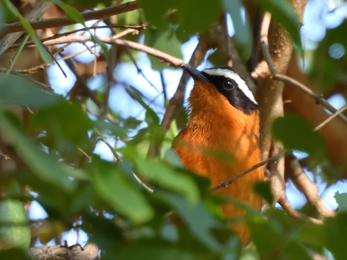 Золотокіс білобровий - ML645074014