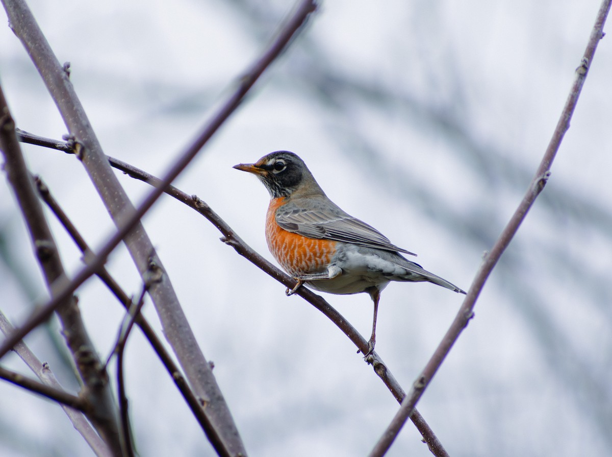 Дрізд мандрівний - ML645074015
