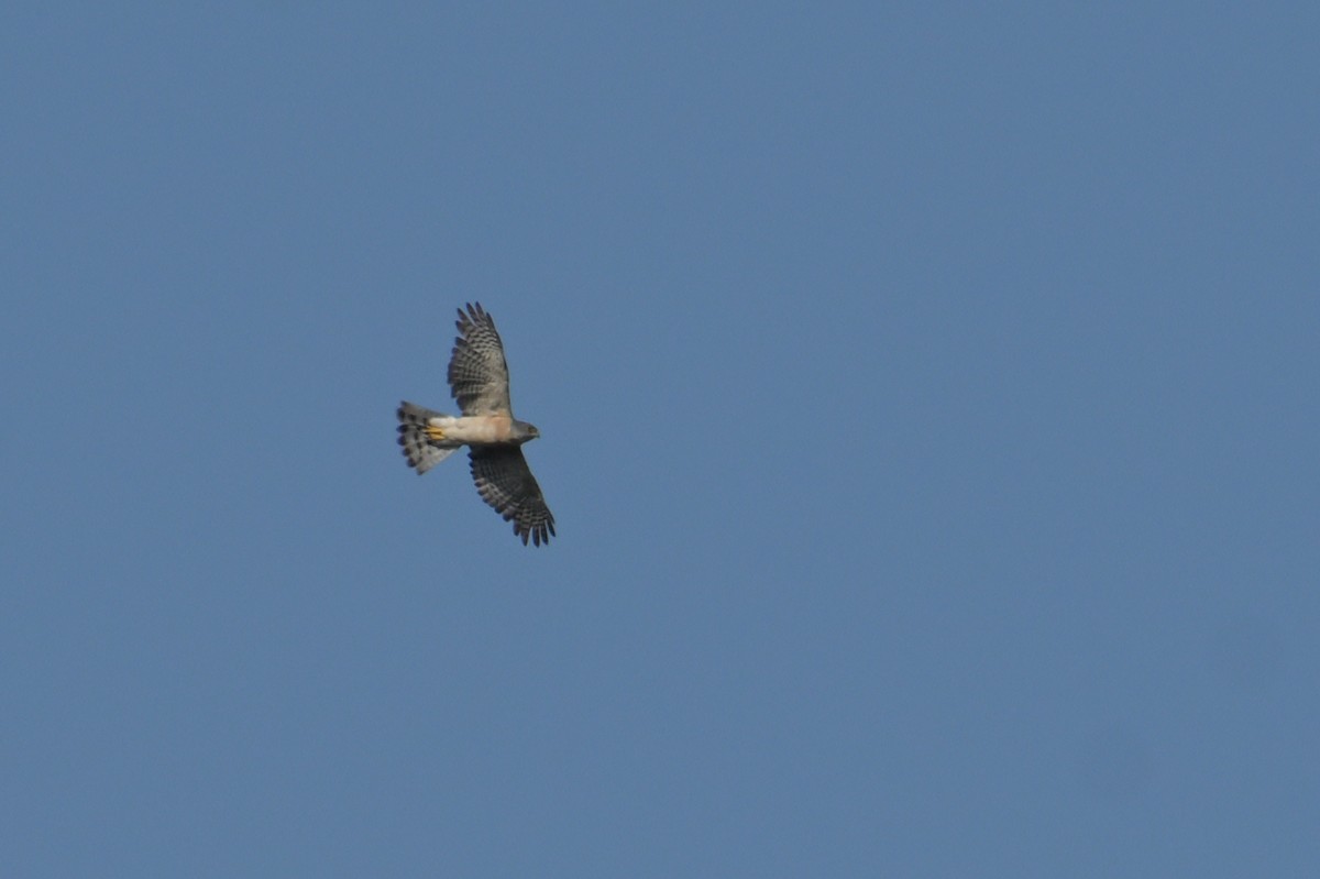 Яструб китайський - ML645074016