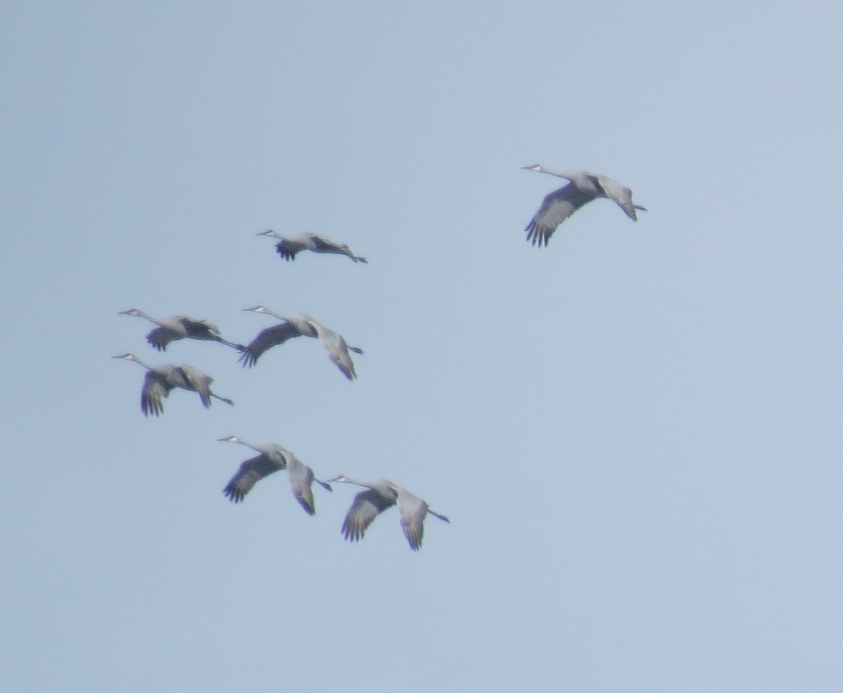 Журавель канадський - ML645074017