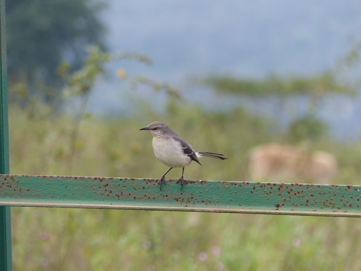 Пересмішник багатоголосий - ML645074018