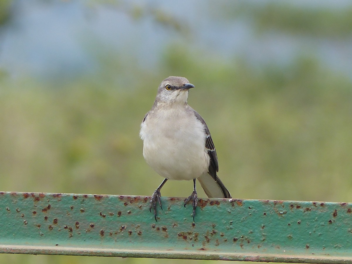 Пересмішник багатоголосий - ML645074019