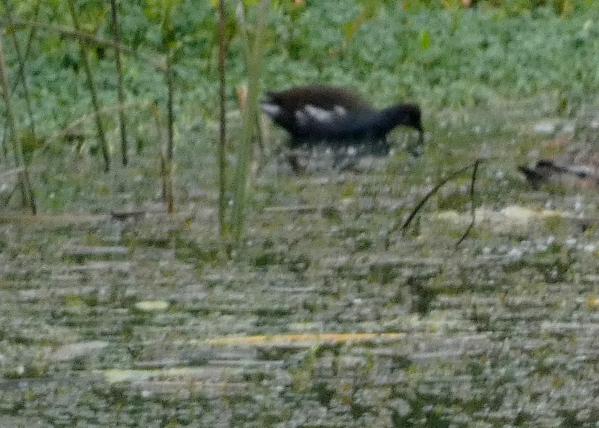 Курочка латиноамериканська - ML645074020