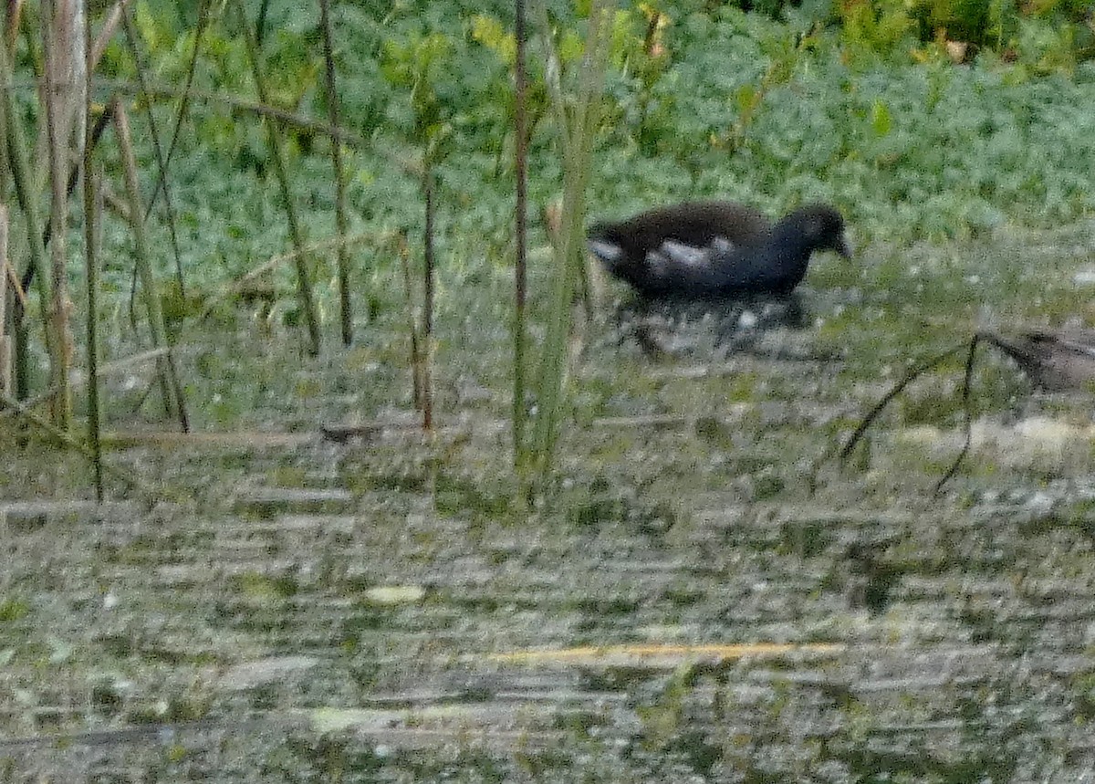 Курочка латиноамериканська - ML645074021