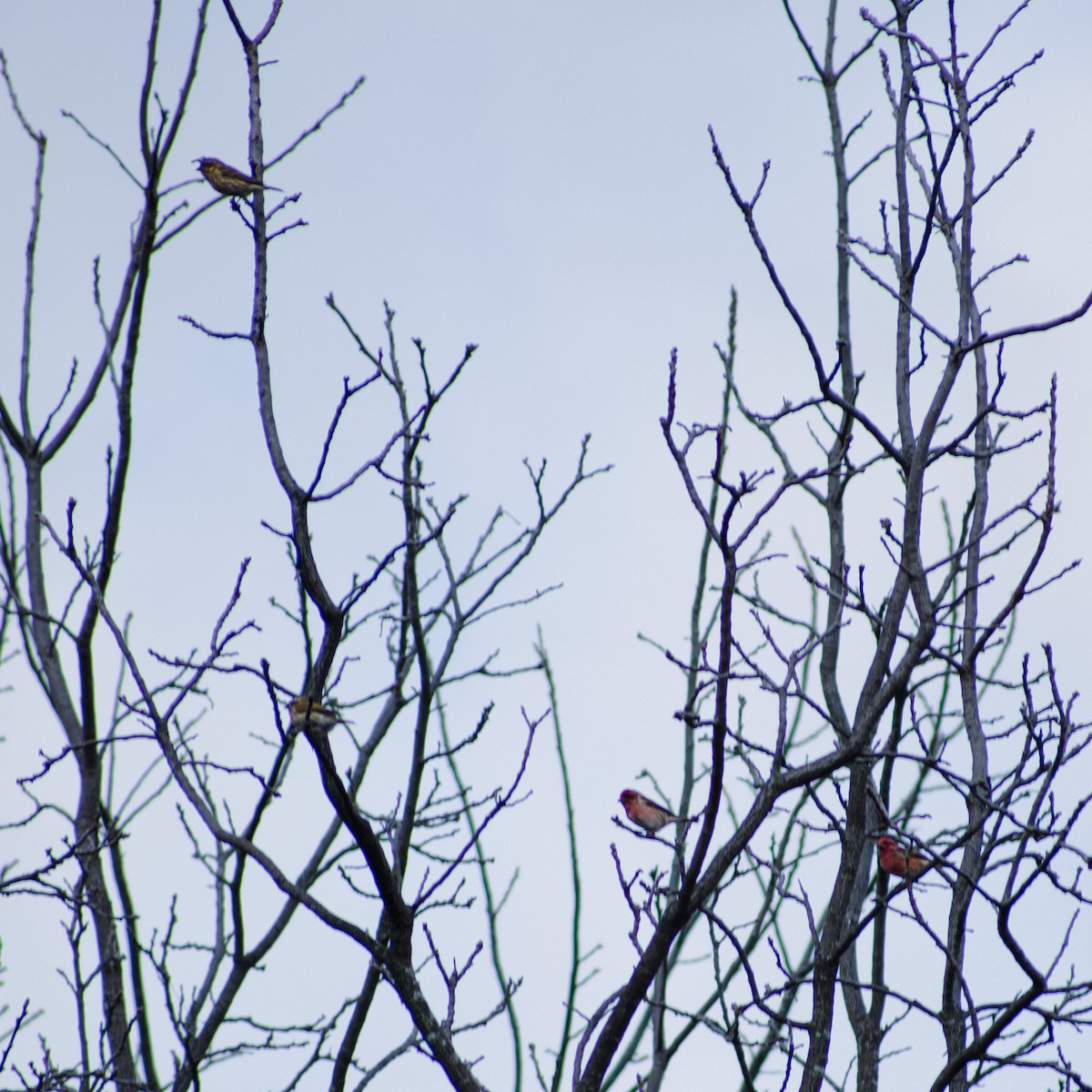 Чечевиця кармінова - ML645074023