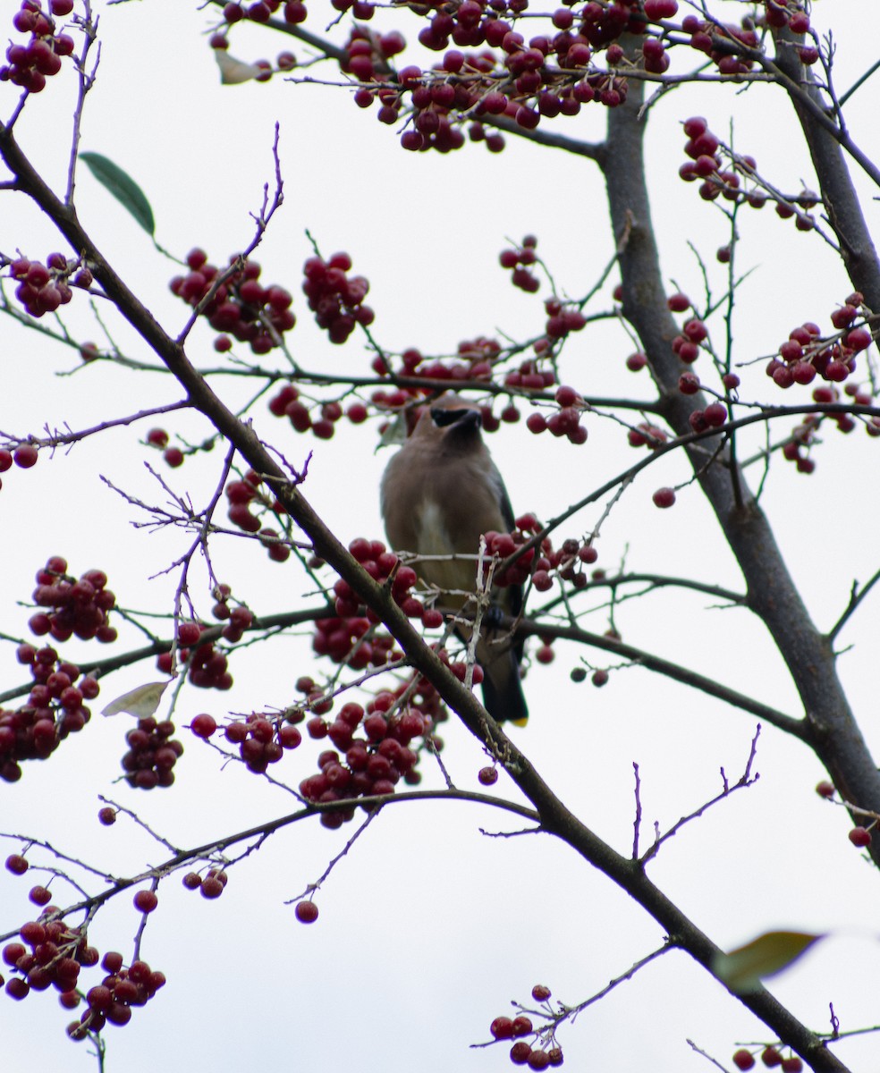 Омелюх американський - ML645074032