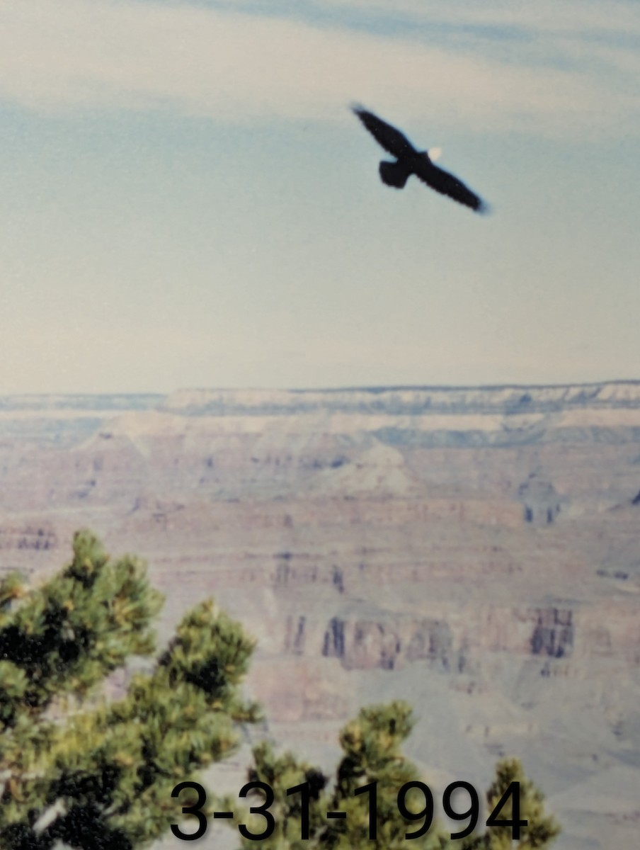 Орлан білоголовий - ML645074033