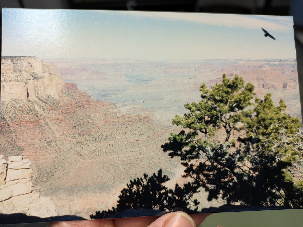 Орлан білоголовий - ML645074034