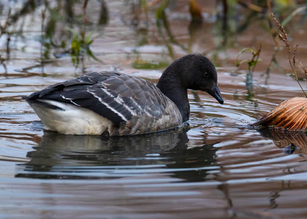 Казарка чорна - ML645074035