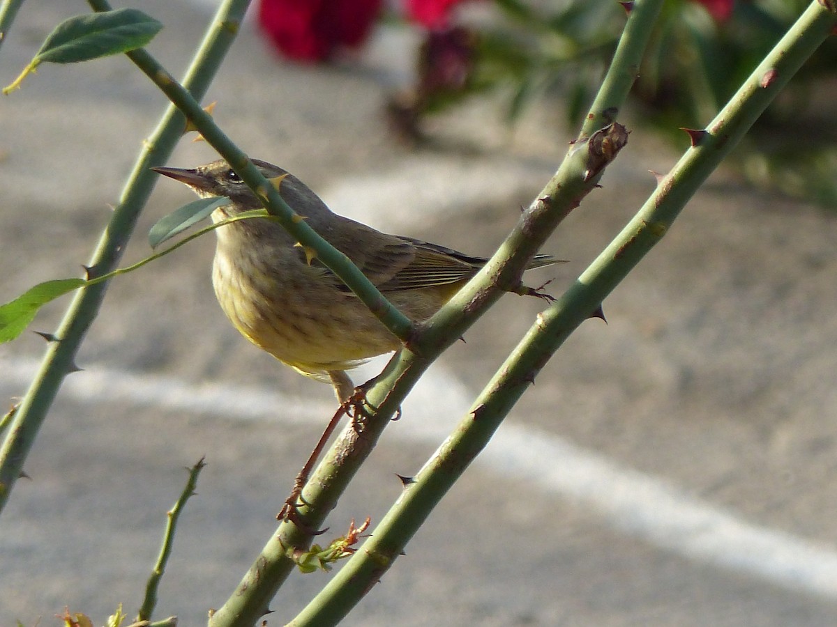 Пісняр-лісовик рудоголовий - ML645074036