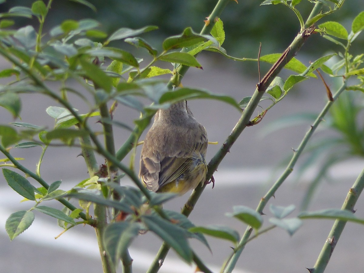 Пісняр-лісовик рудоголовий - ML645074037