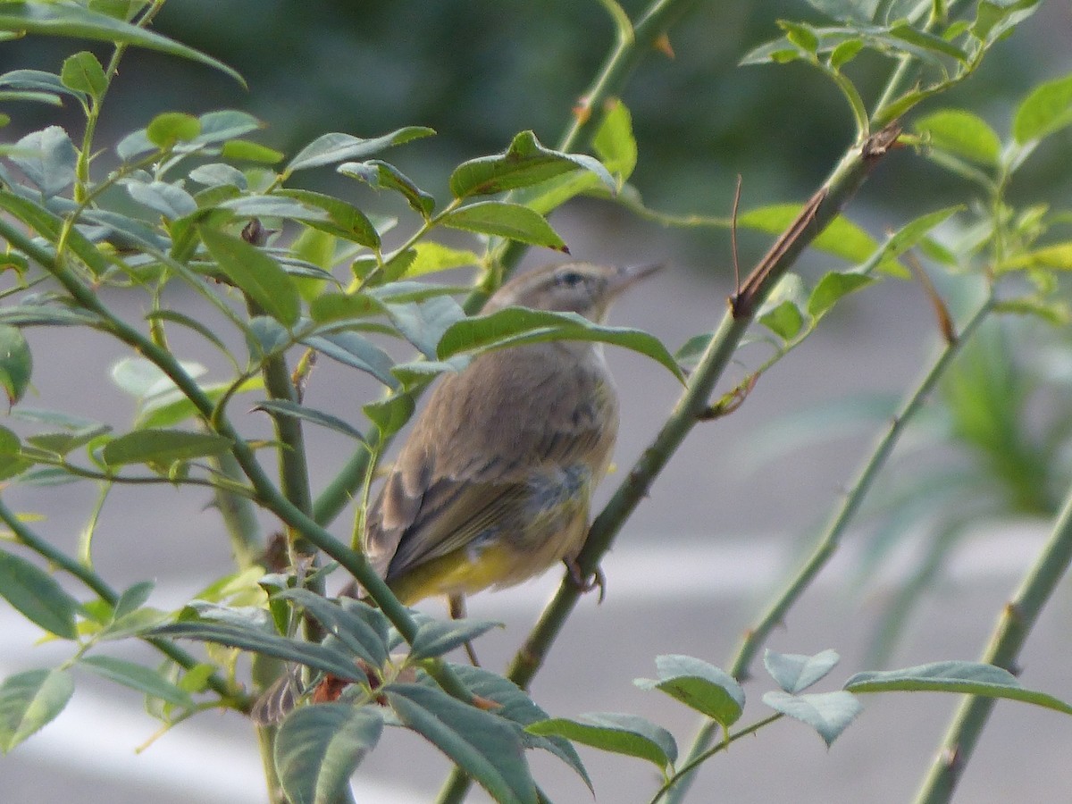 Пісняр-лісовик рудоголовий - ML645074038