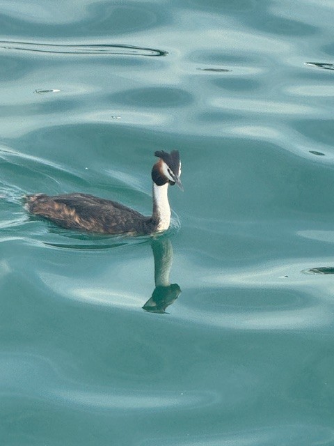 Пірникоза велика - ML645074039