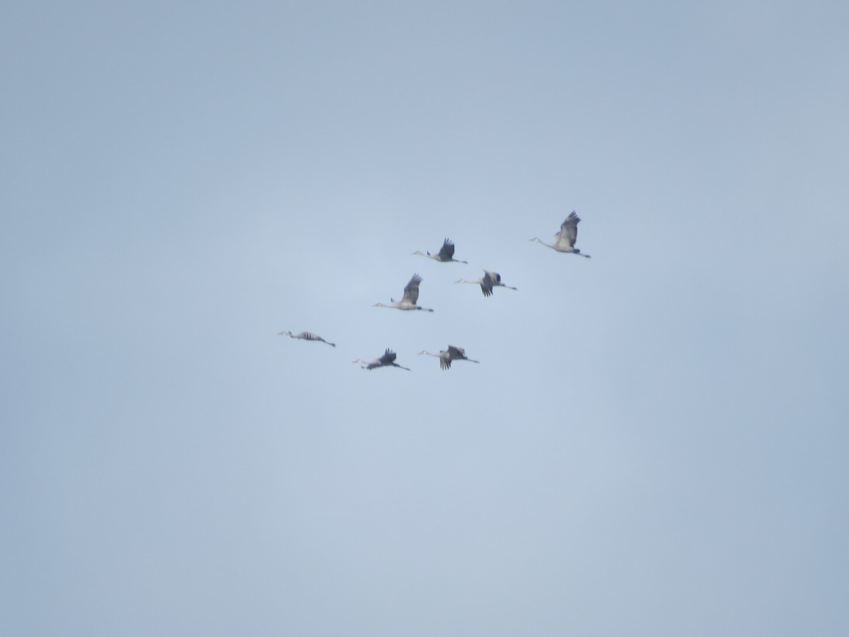 Журавель канадський - ML645074040