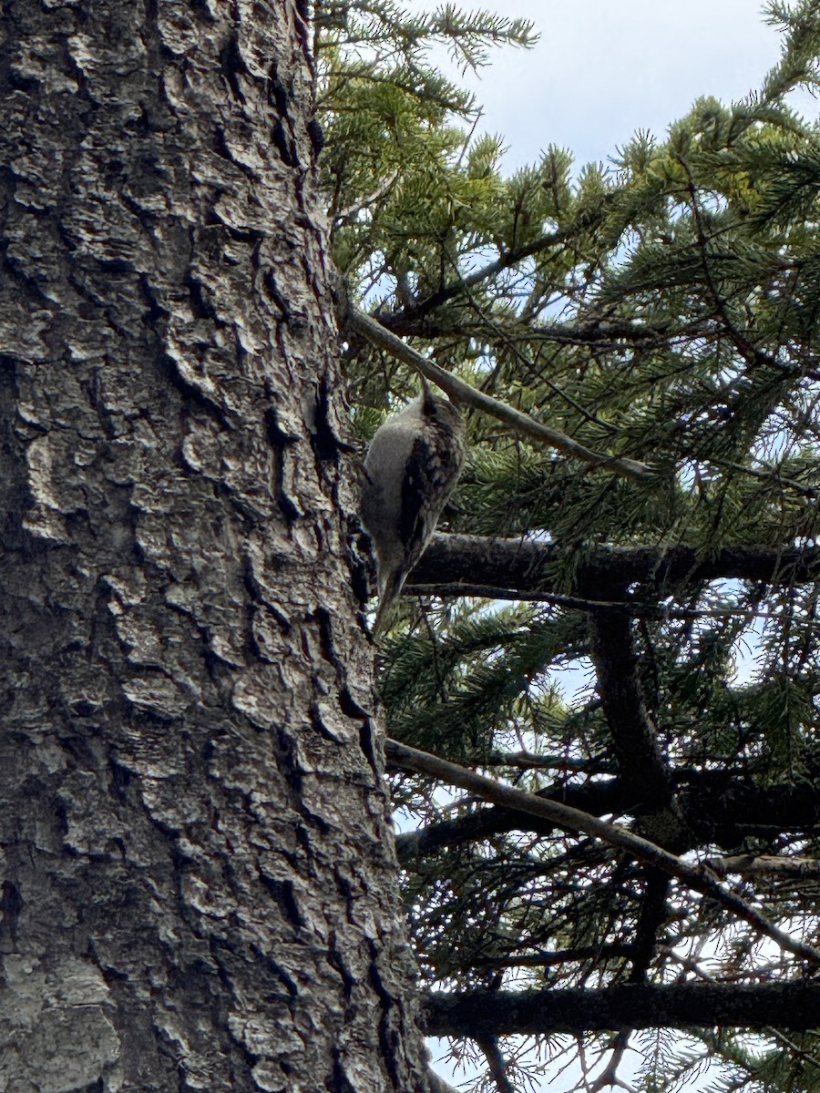 Підкоришник американський - ML645074042