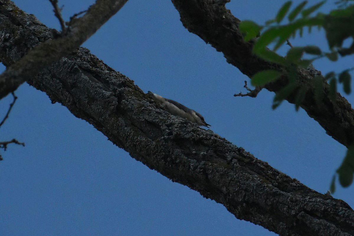Eurasian Nuthatch - ML645074081