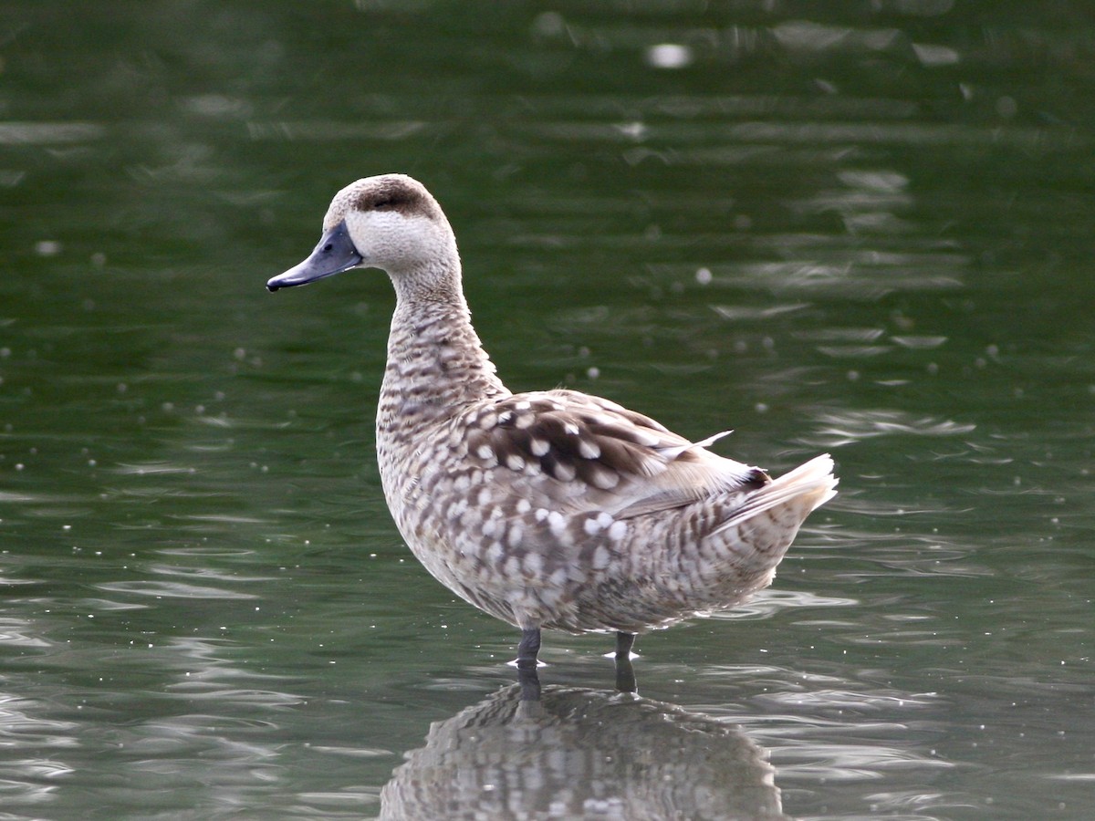 Marbled Duck - ML645074095