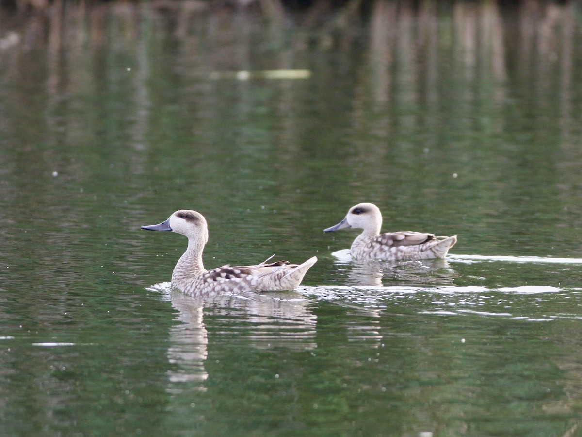 Marbled Duck - ML645074096