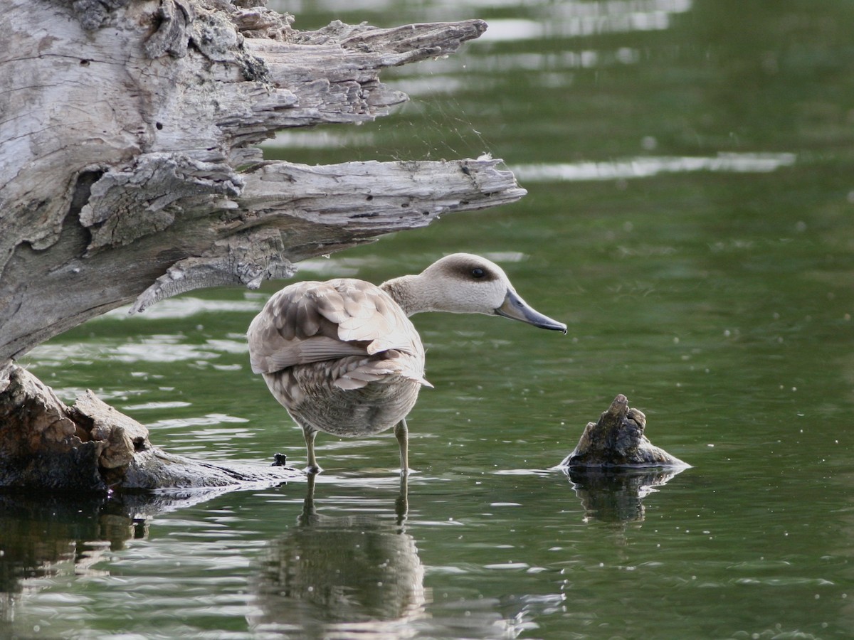 Marbled Duck - ML645074097