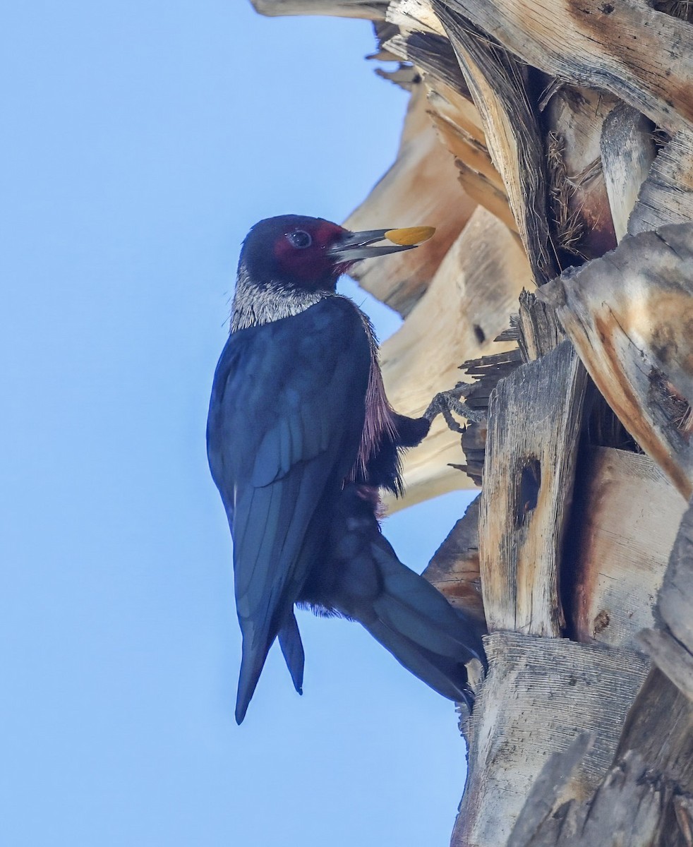 Lewis's Woodpecker - ML645074112