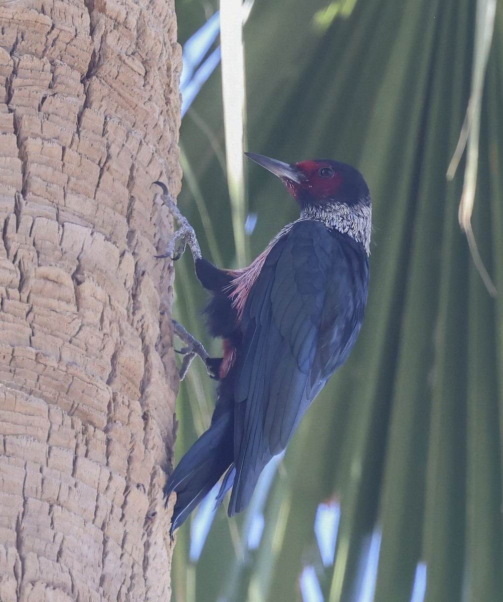 Lewis's Woodpecker - ML645074113