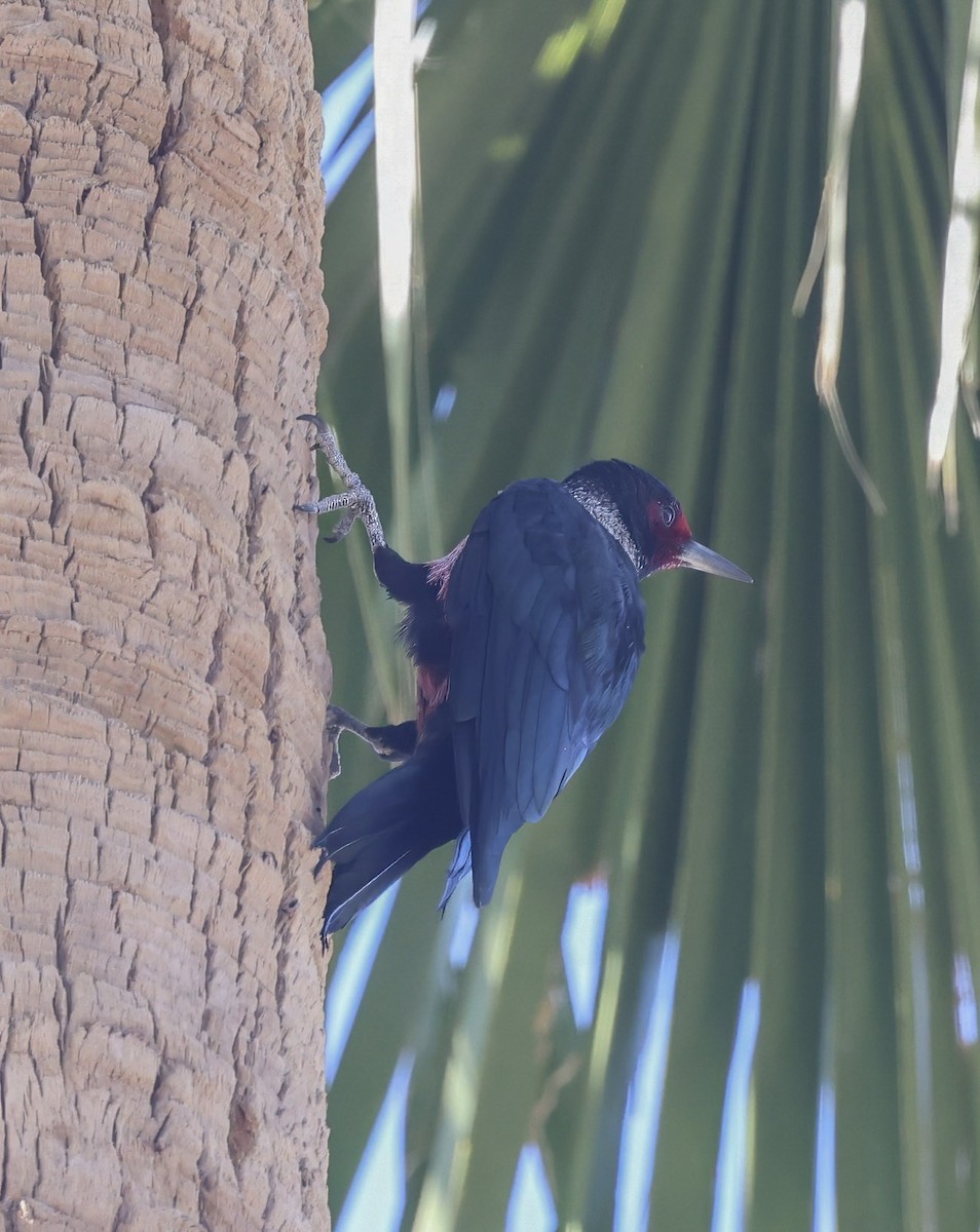 Lewis's Woodpecker - ML645074114