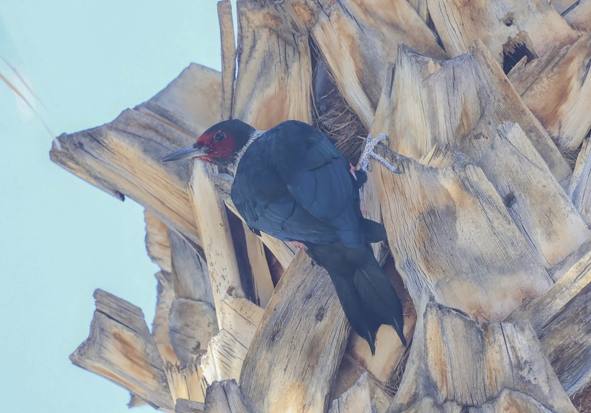 Lewis's Woodpecker - ML645074115