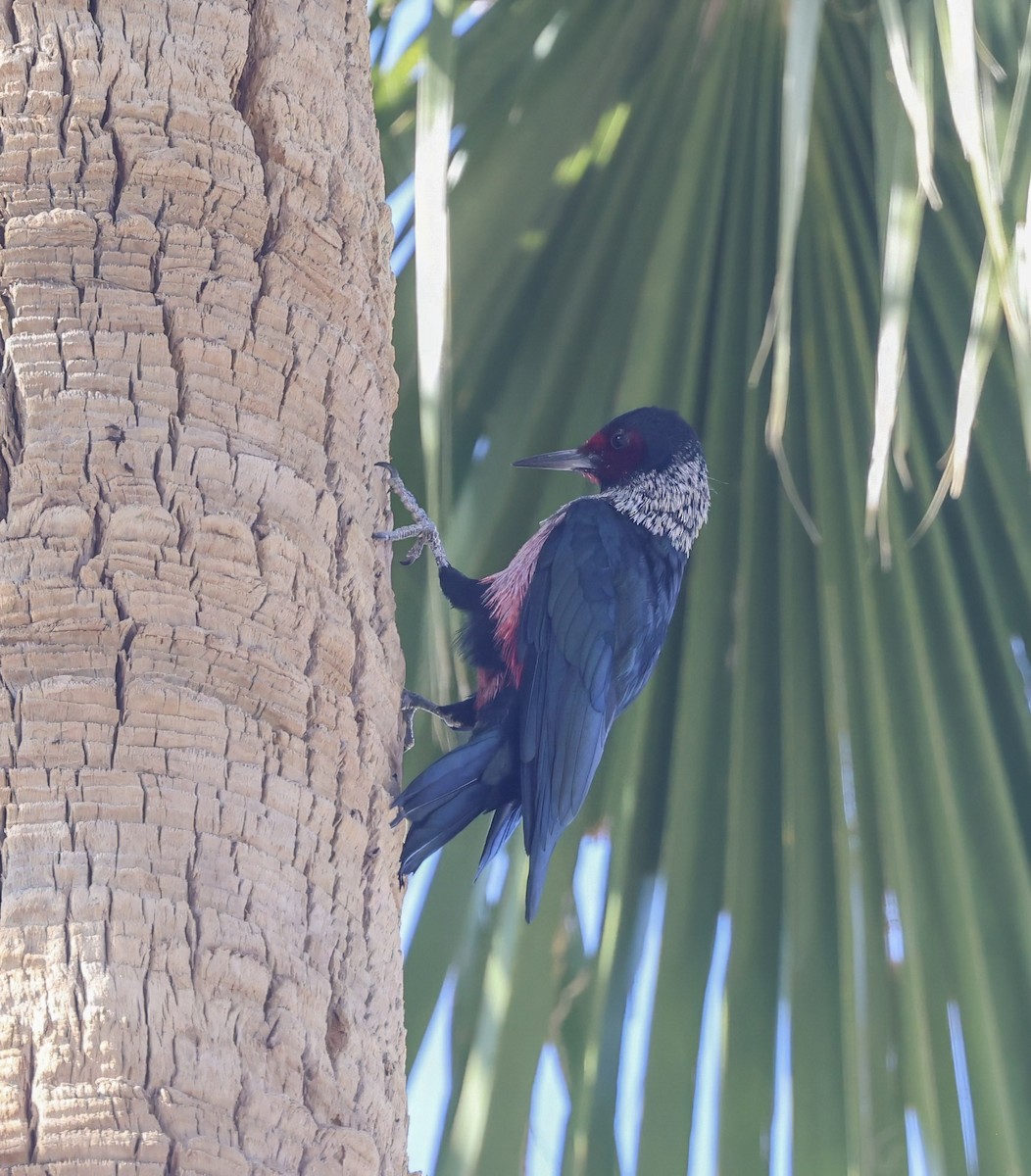 Lewis's Woodpecker - ML645074116