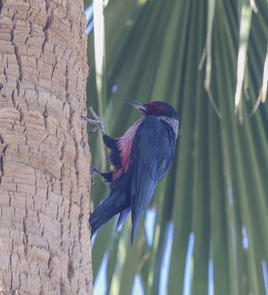Lewis's Woodpecker - ML645074117