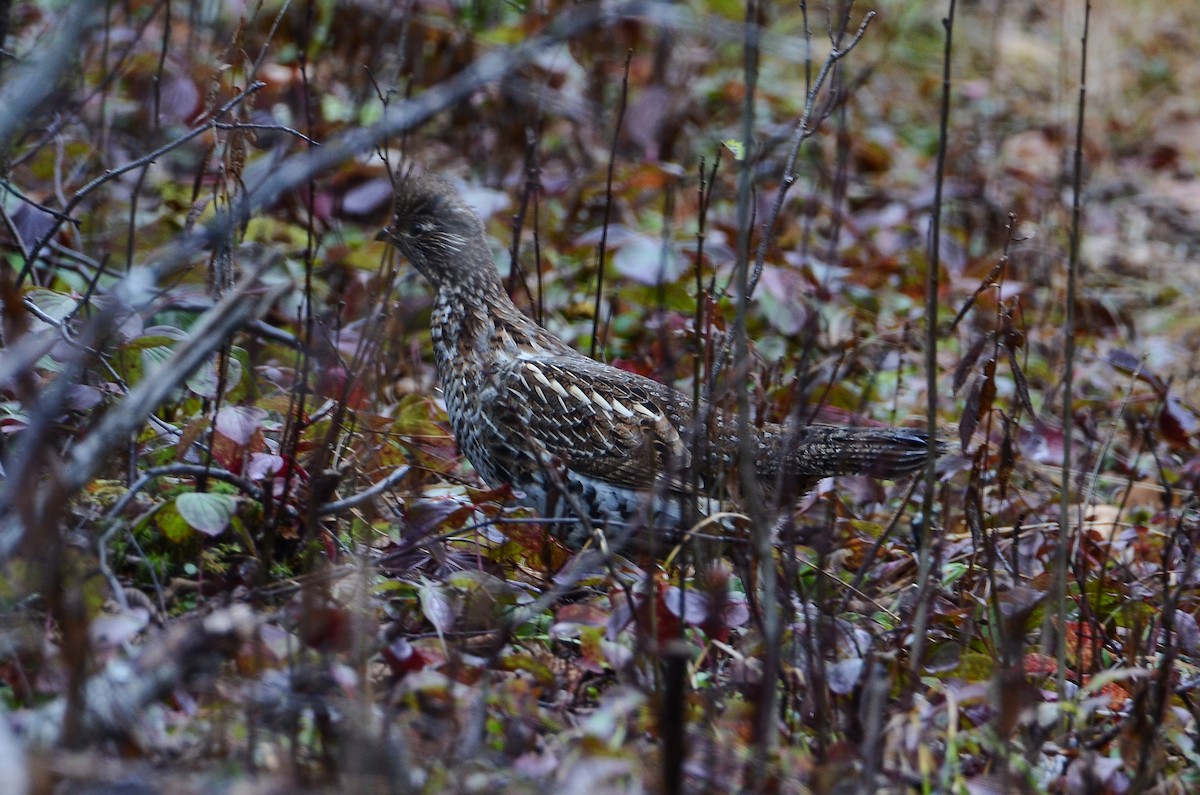 jeřábek kanadský - ML645074122