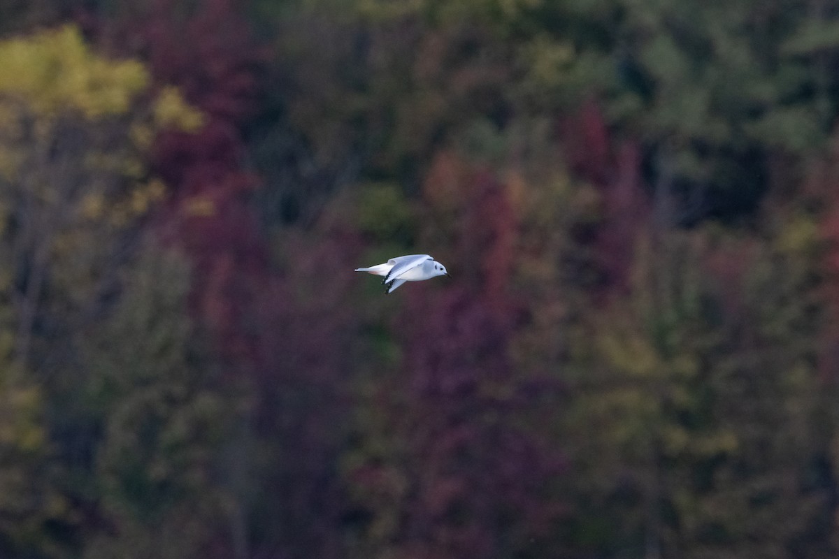 Gaviota de Bonaparte - ML645074128