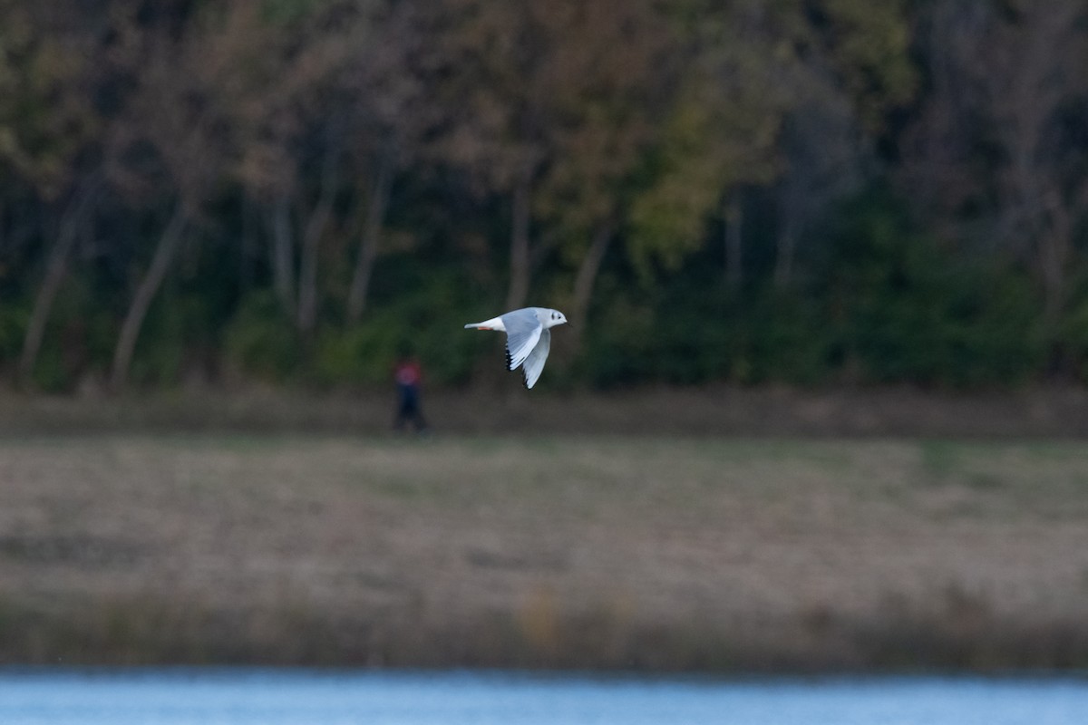 Gaviota de Bonaparte - ML645074129