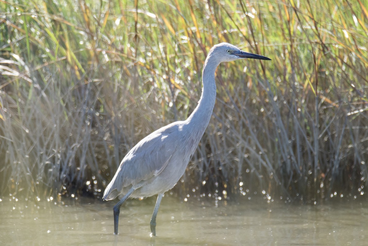 Reddish Egret - ML645074132