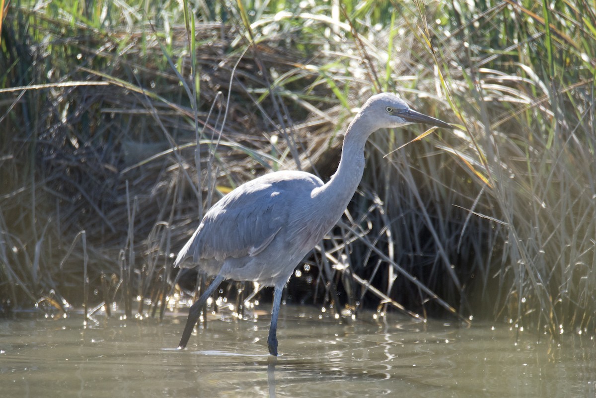 Reddish Egret - ML645074134