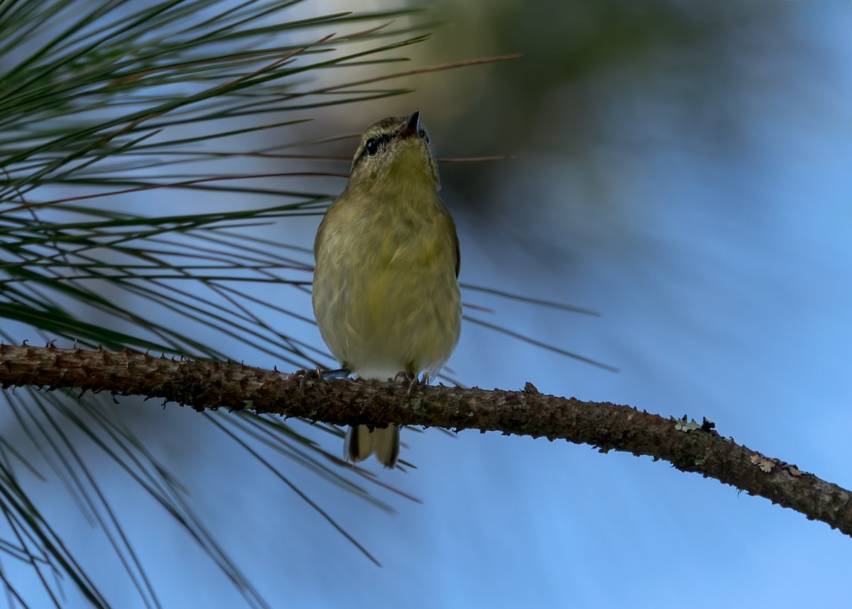 Lompobattang Leaf Warbler - ML645074140