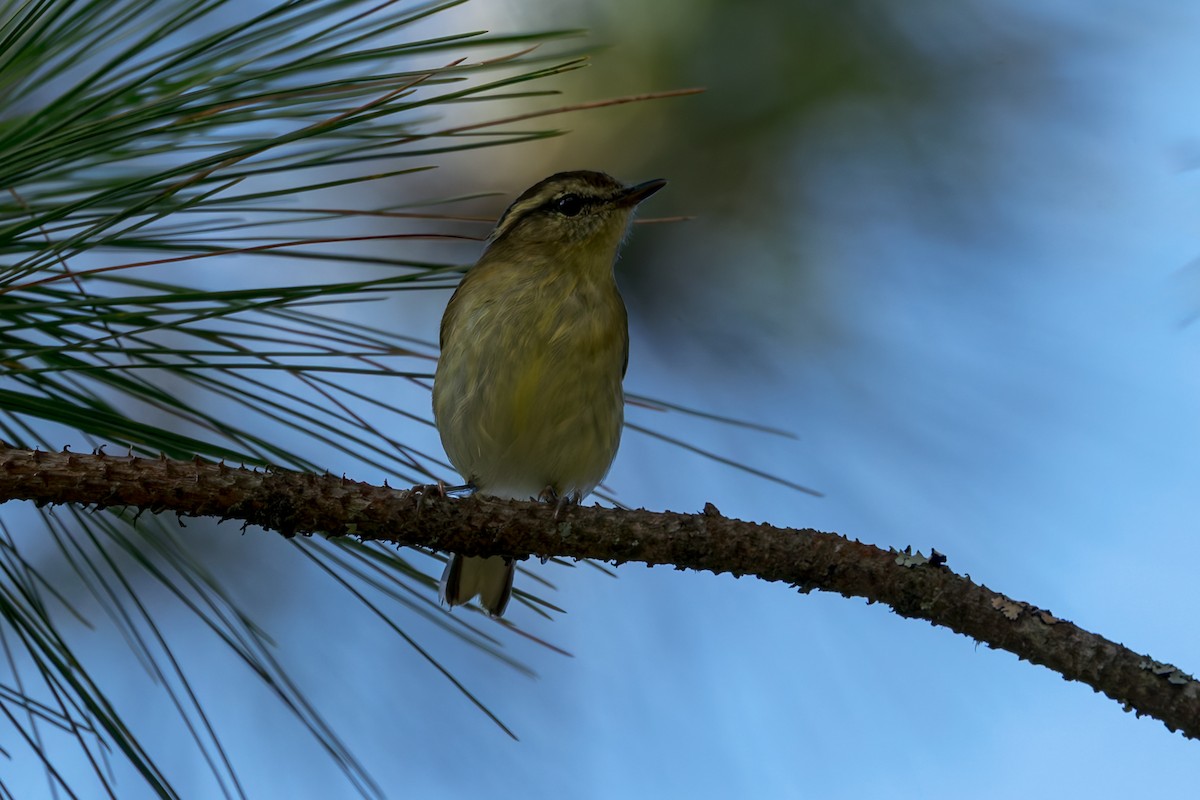 Lompobattang Leaf Warbler - ML645074141