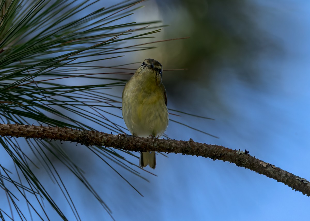 Lompobattang Leaf Warbler - ML645074142