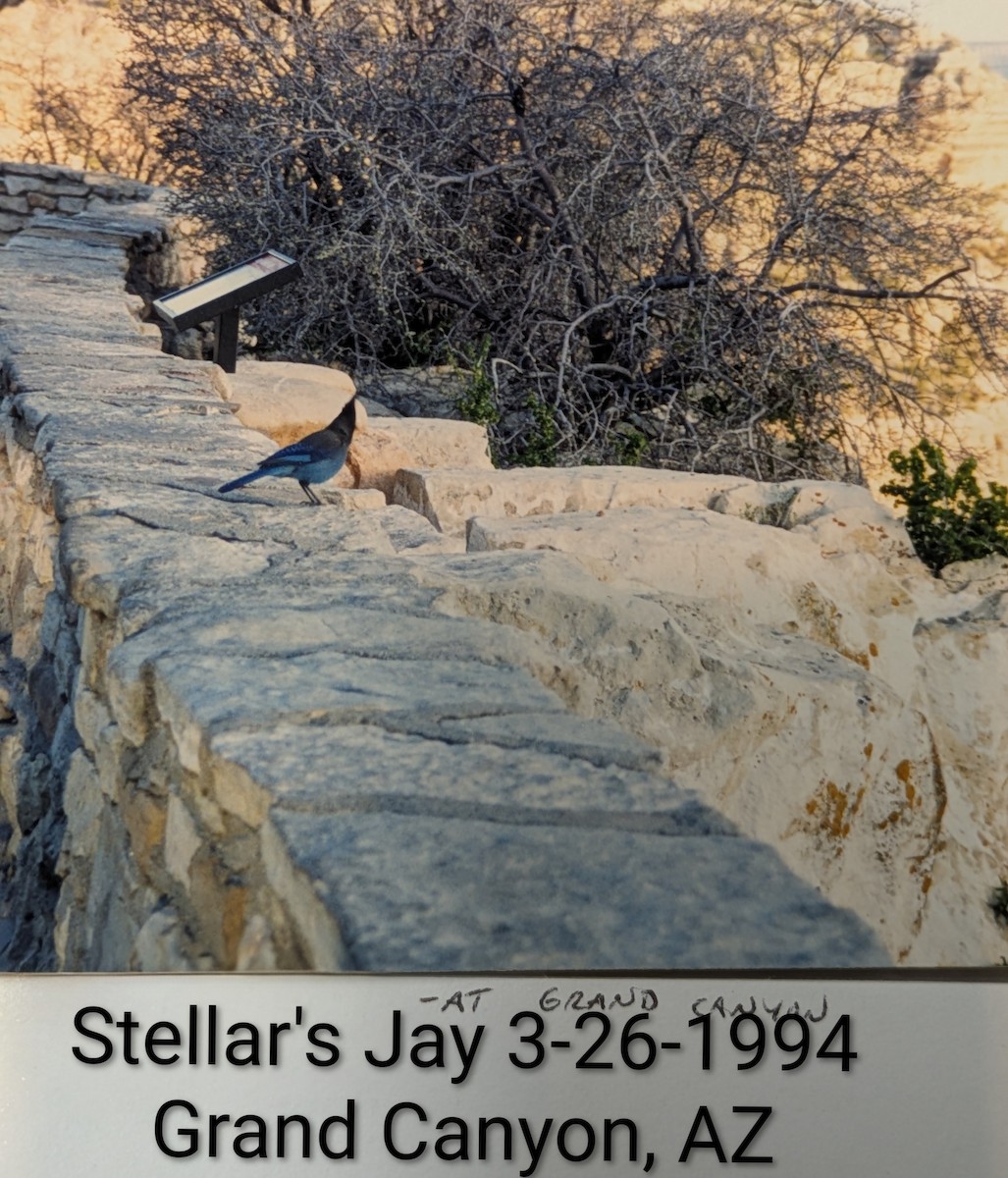 Стеллерова сойка - ML645074143