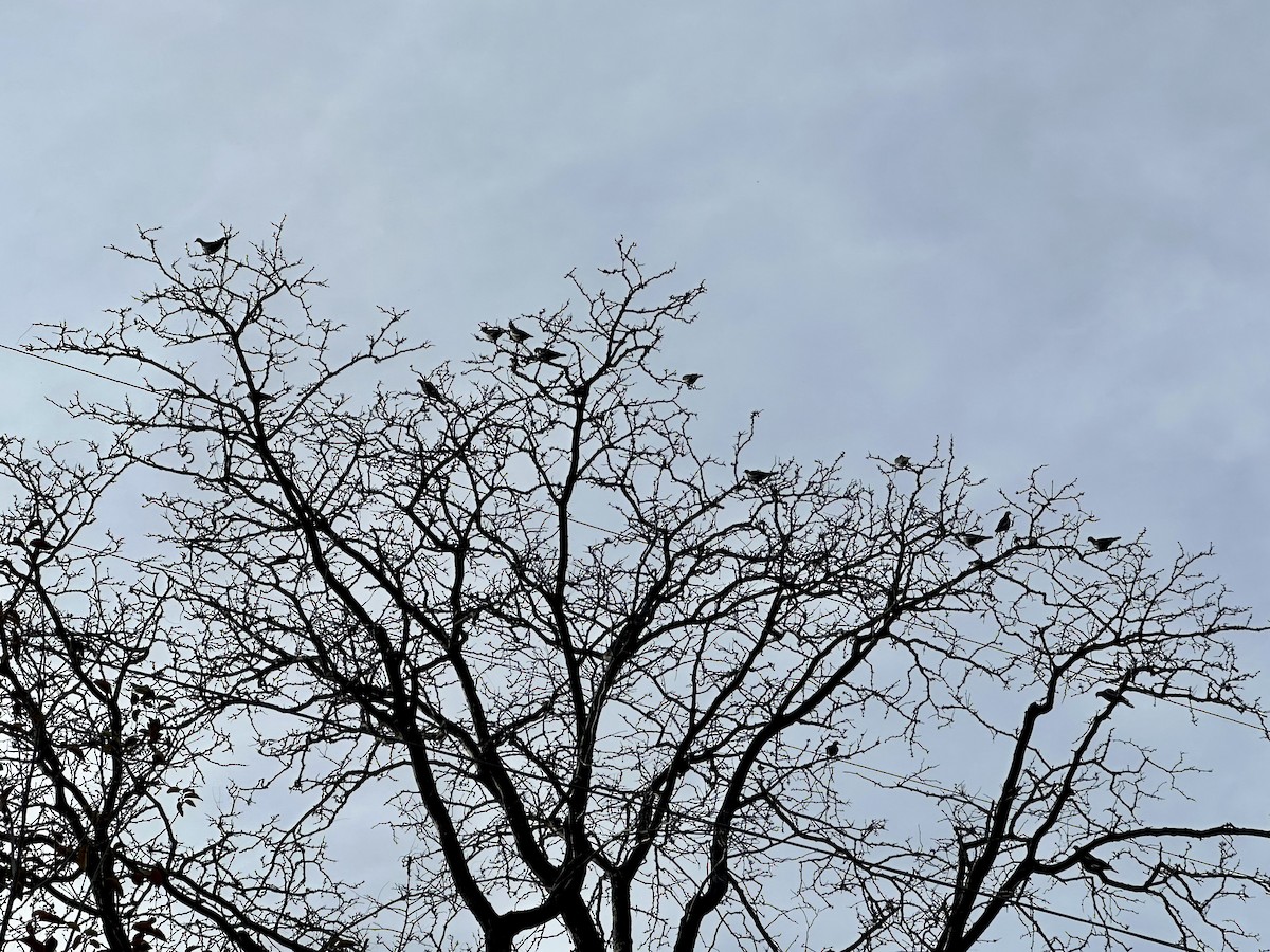 White-winged Dove - ML645074148