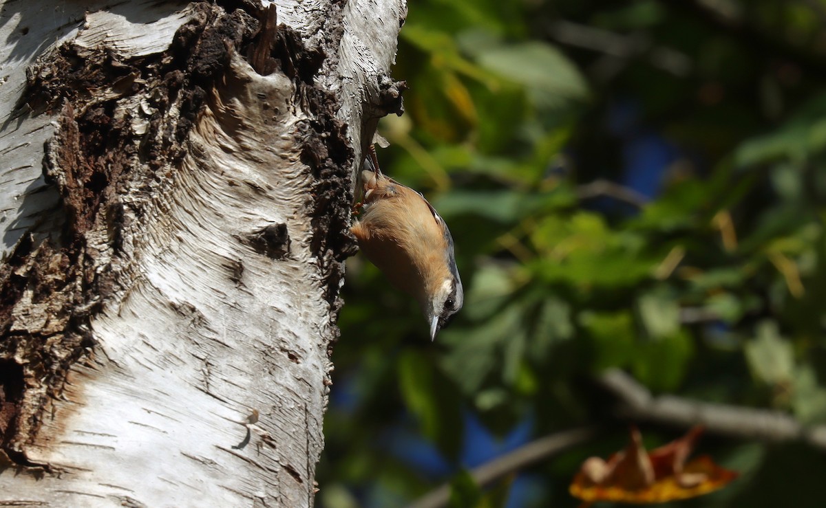 Eurasian Nuthatch - ML645074158