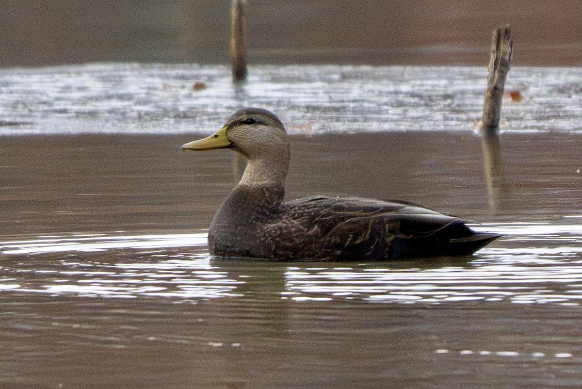 rødfotand - ML645074162