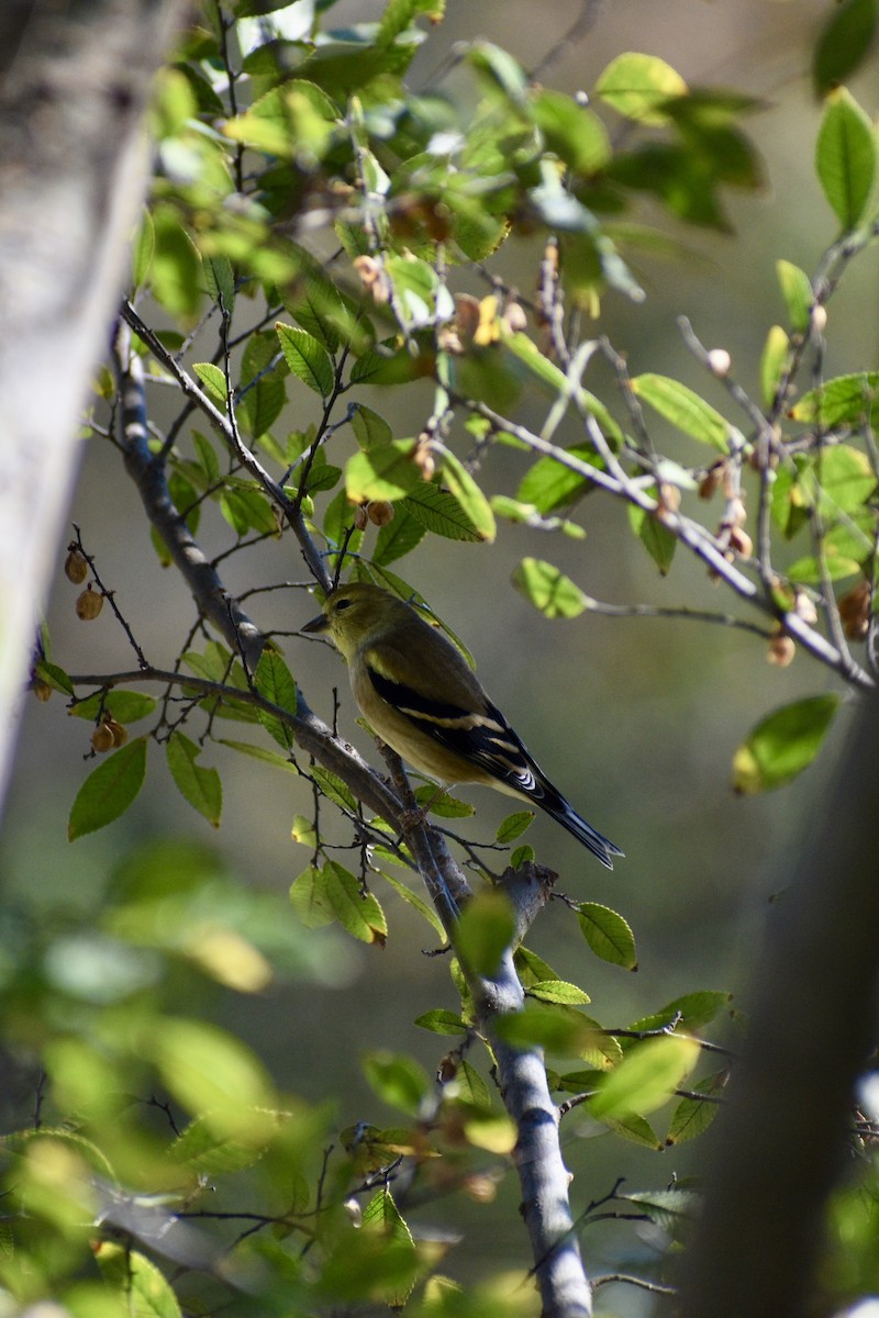 American Goldfinch - ML645074164