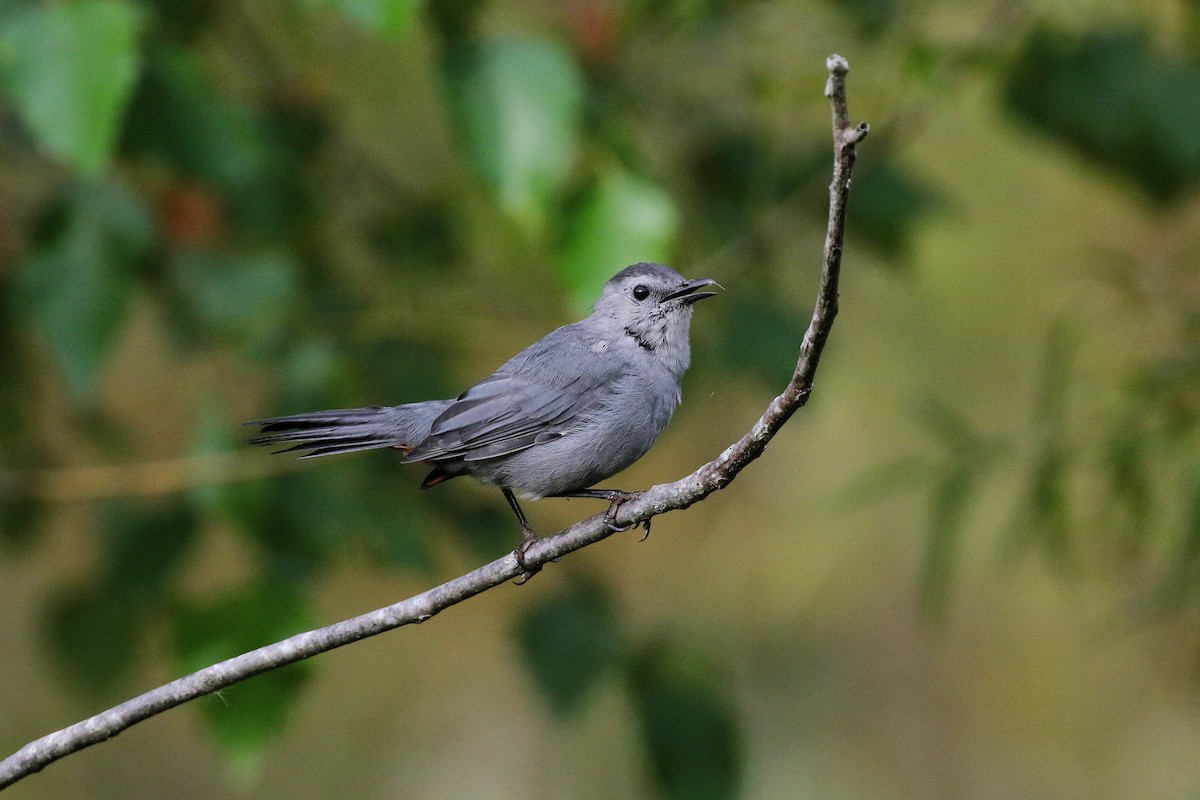 Gray Catbird - ML645074174