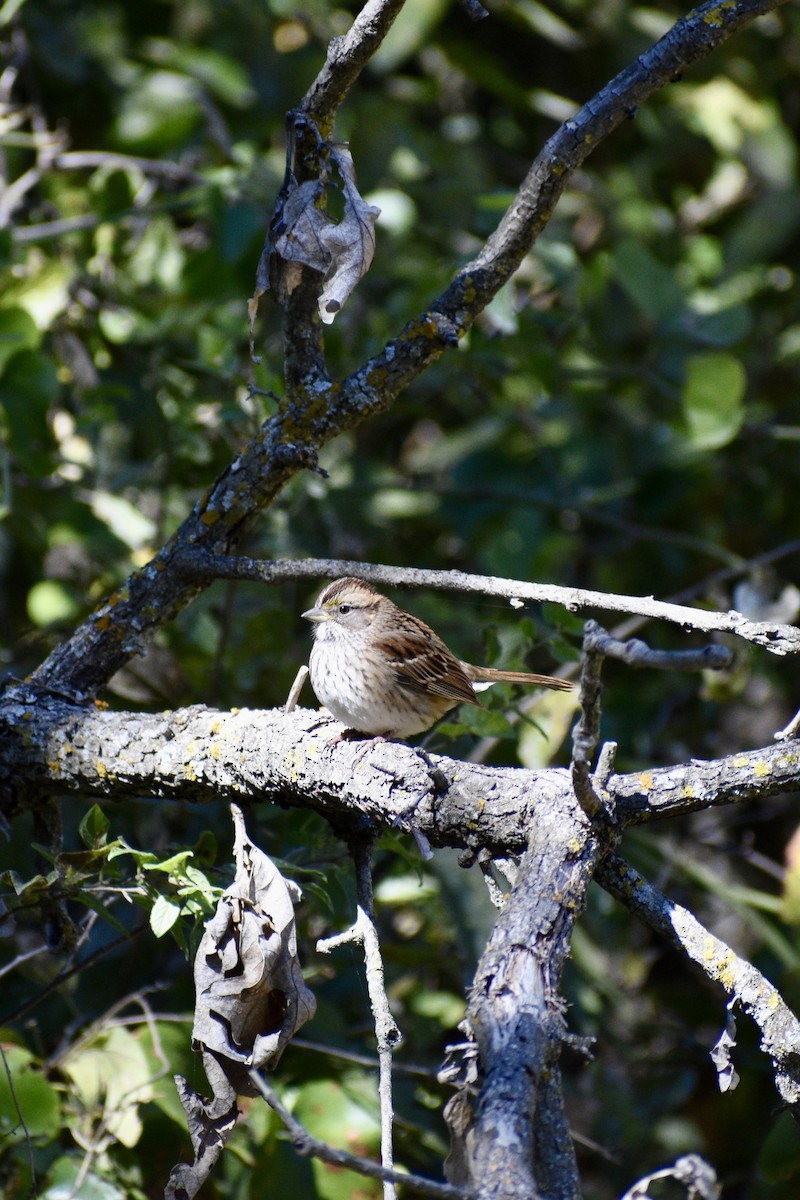 White-throated Sparrow - ML645074195