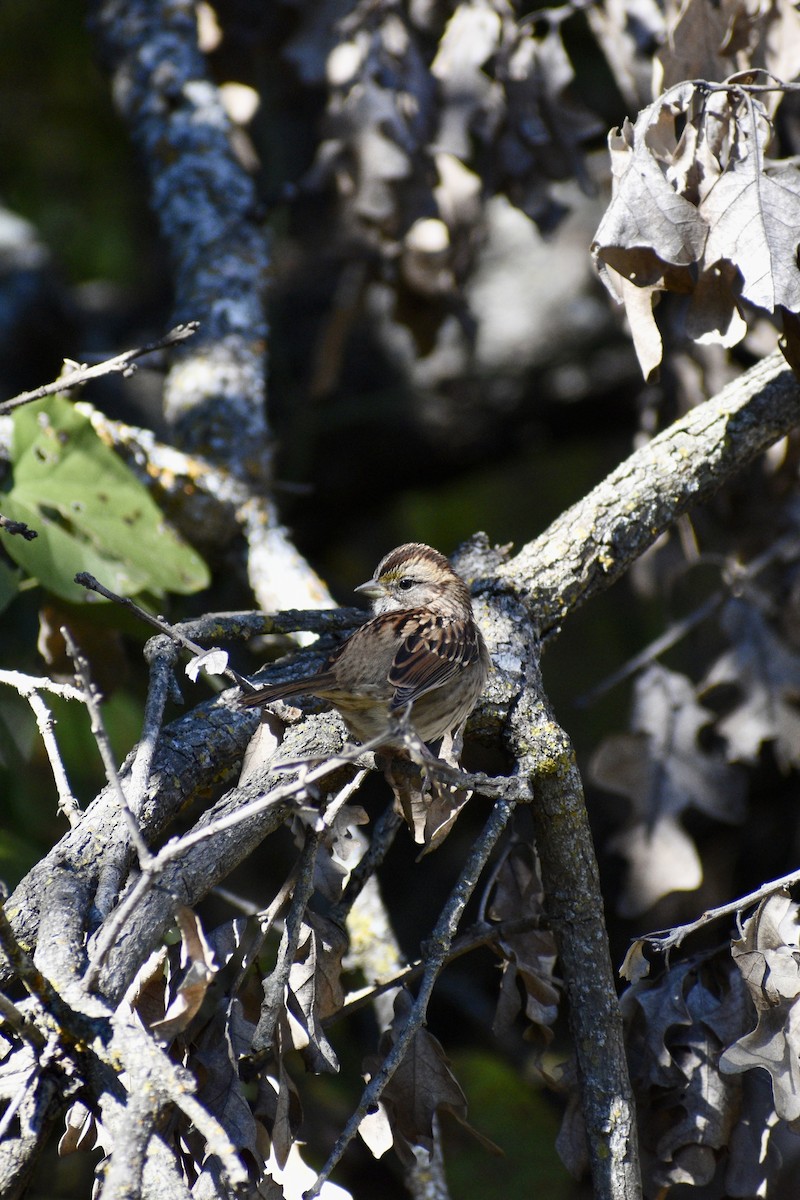 White-throated Sparrow - ML645074196