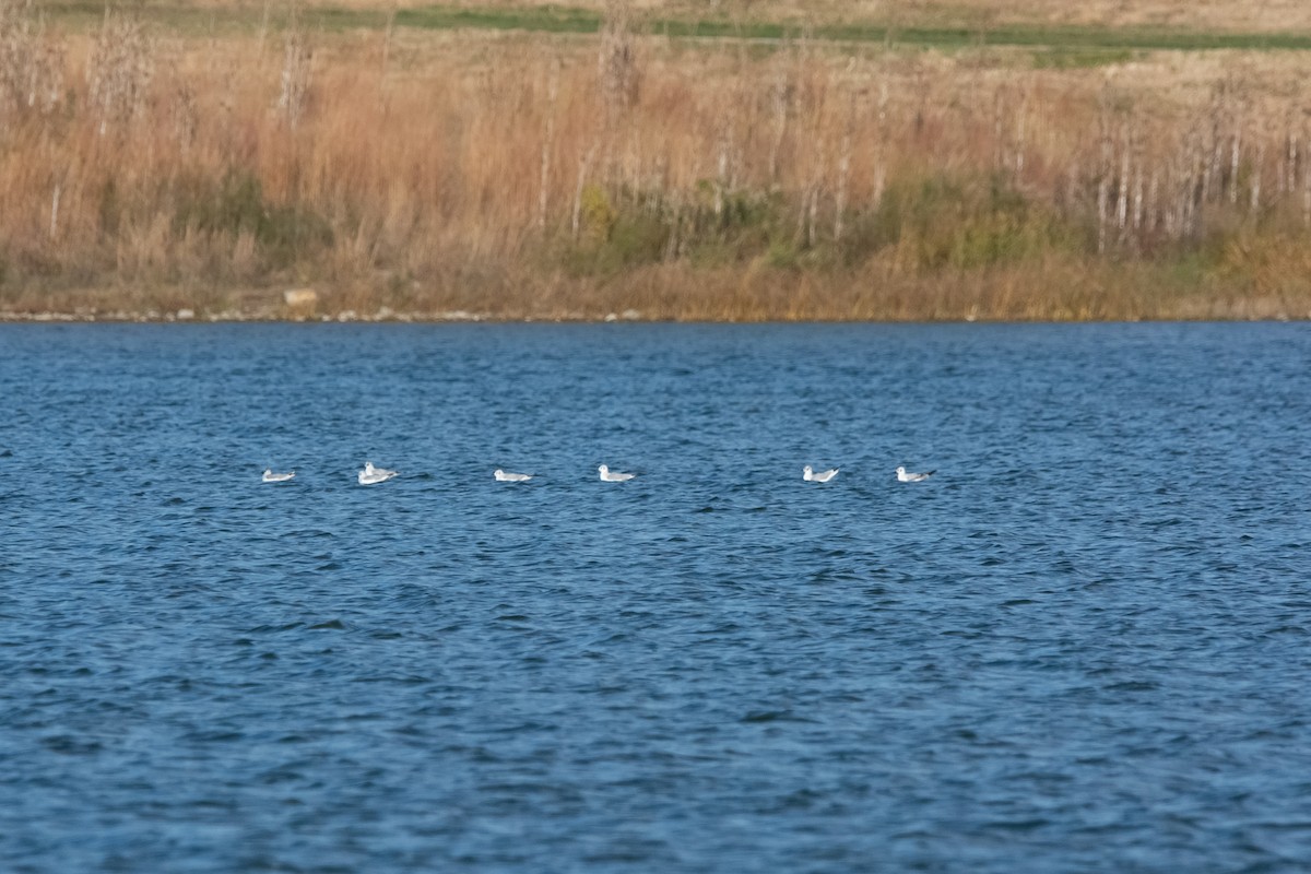 Gaviota de Bonaparte - ML645074197