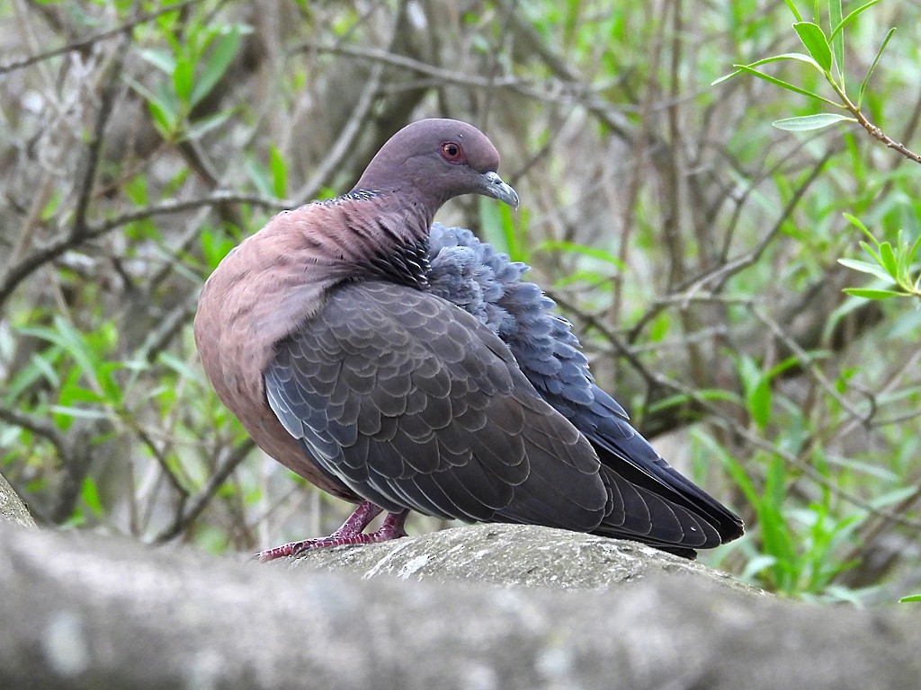 Pikazuro Güvercini - ML645074201