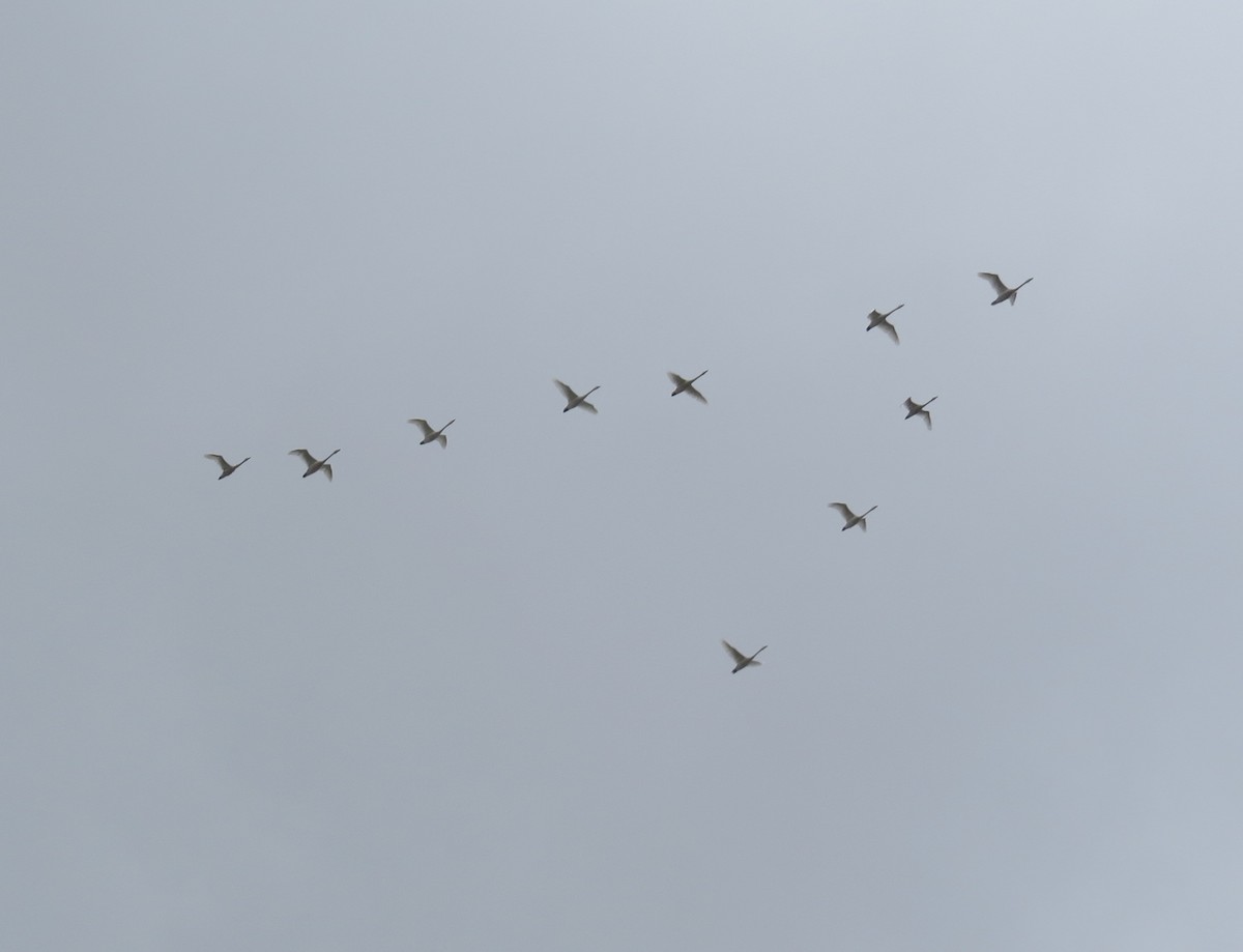 小天鵝 - ML645074209