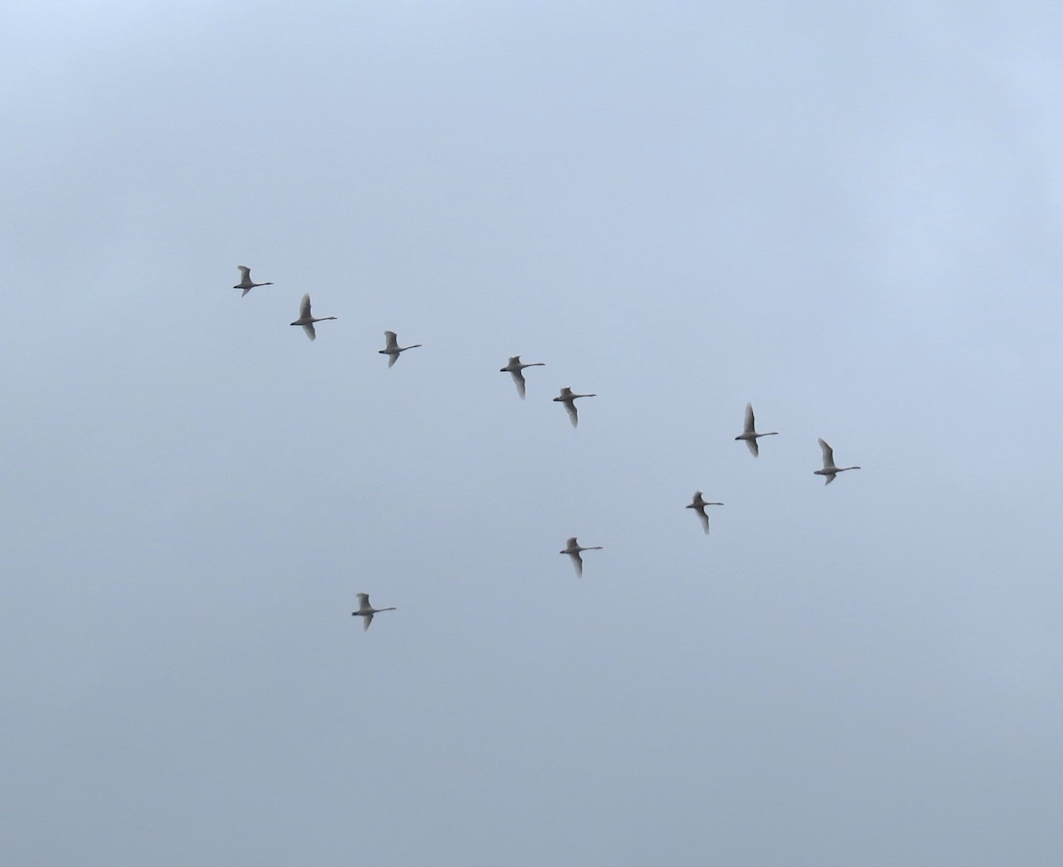 小天鵝 - ML645074211