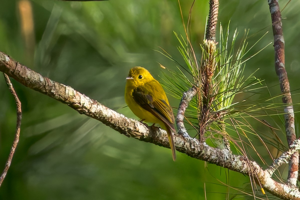 Citrine Canary-Flycatcher - ML645074220